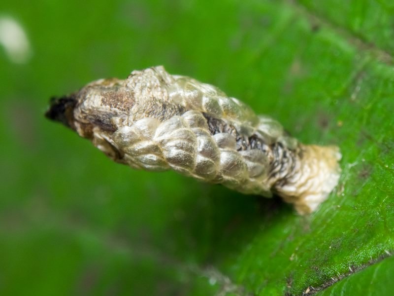 Coleophora cracella (Vallot, 1835)